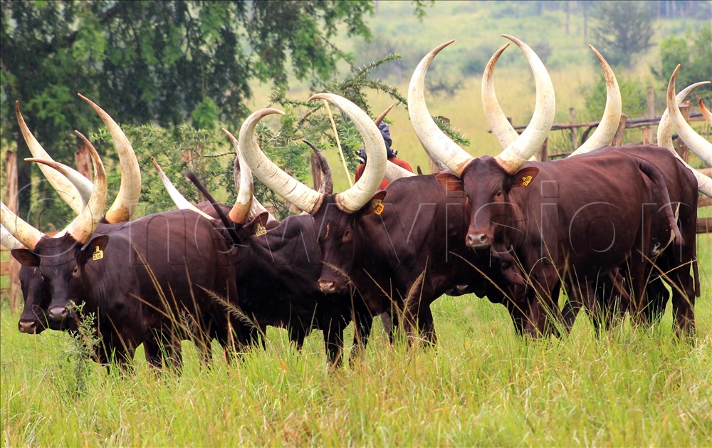 kamihingos cows on the farm found in mburo