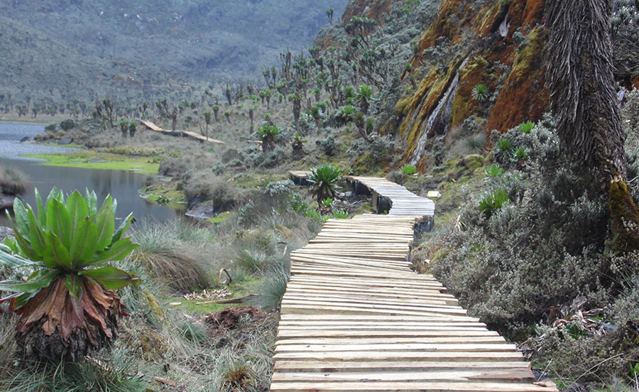 rwenzori mountains national park boardwalk. photo uganda wildlife authority